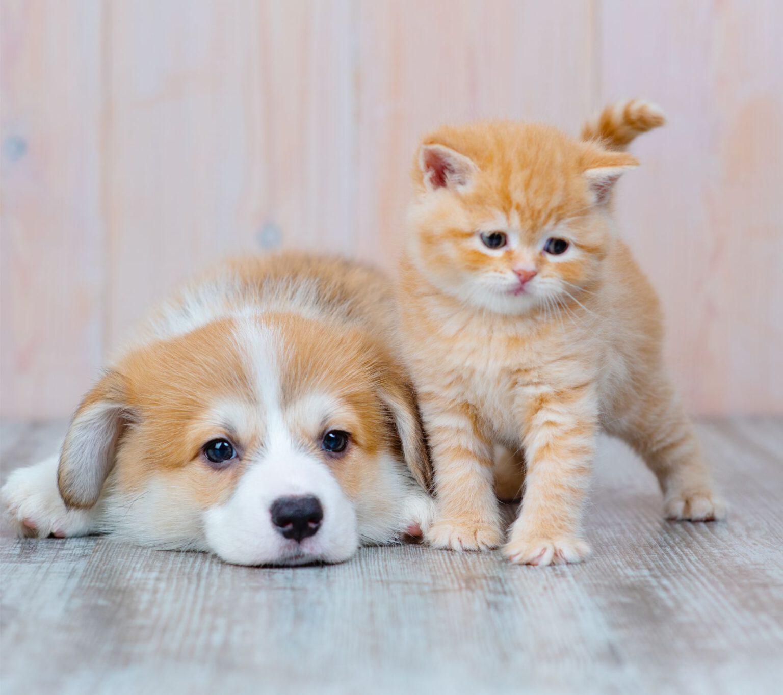 Dog and cat